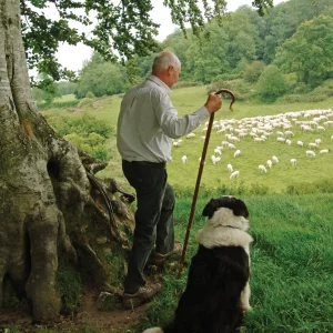 Wanderstock „Herder“ aus Kastanienholz