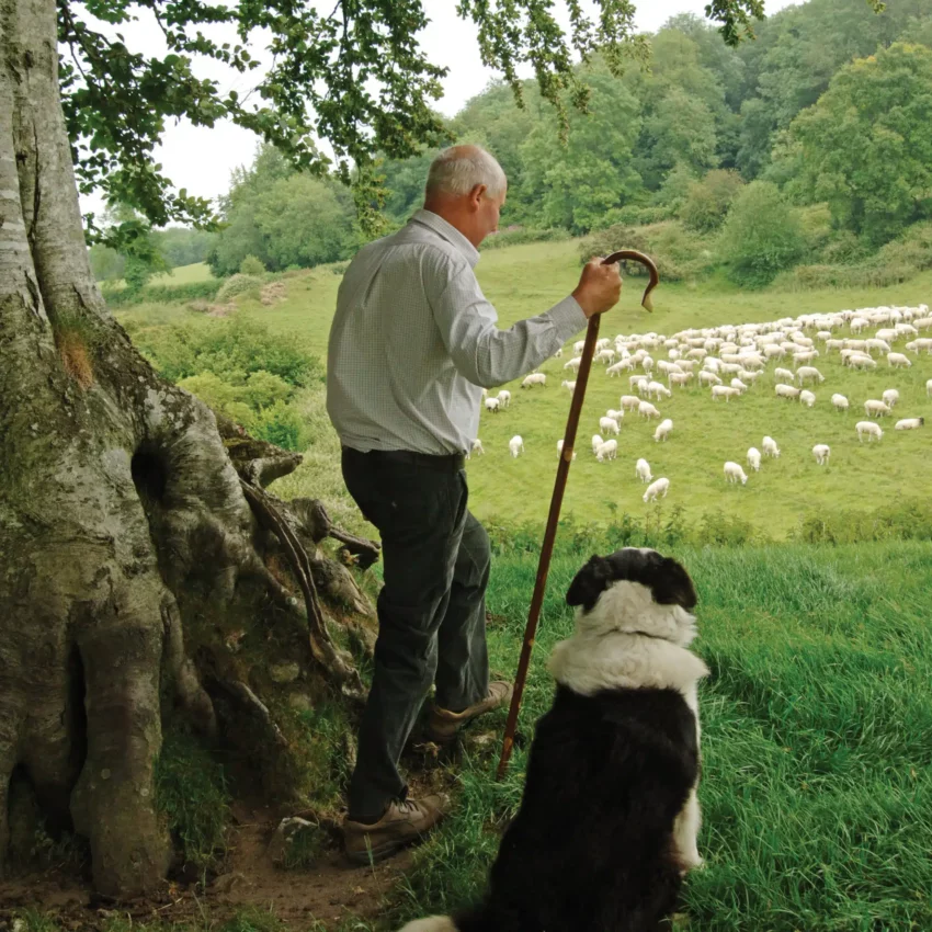 Wanderstock „Herder“ aus Kastanienholz